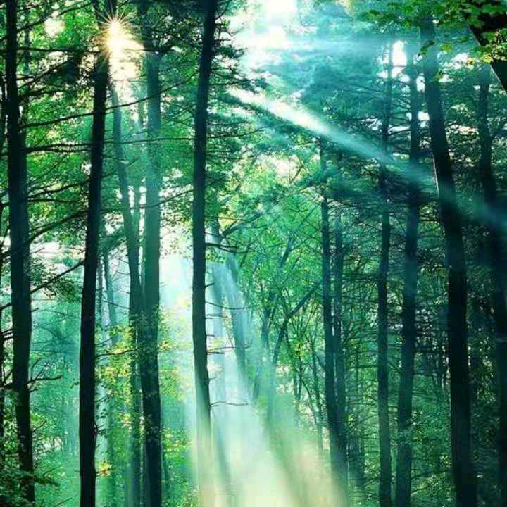 林中散步