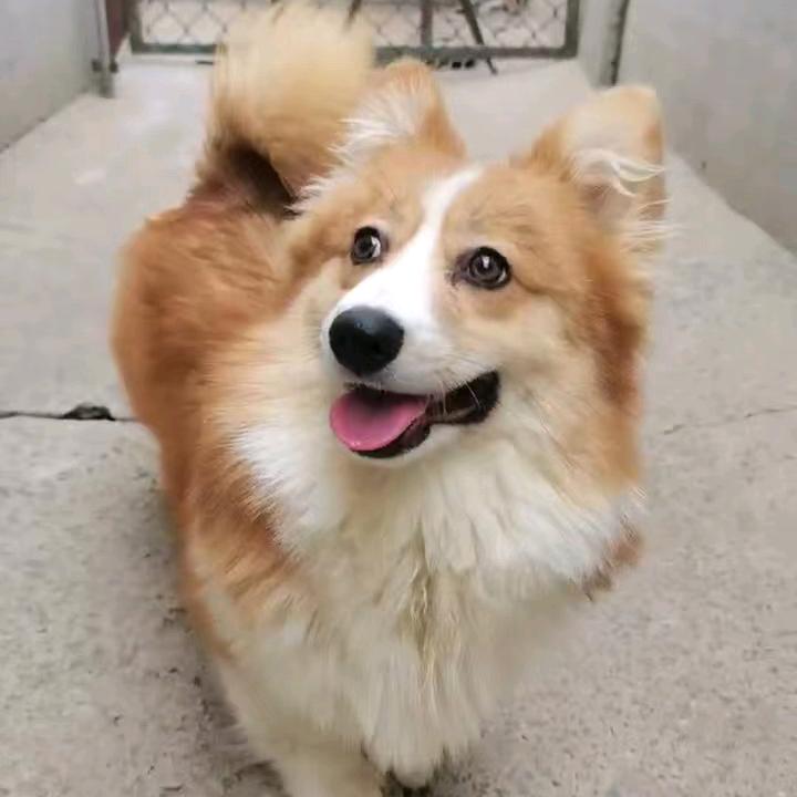 爱喝可乐的柯基@宠爱有佳