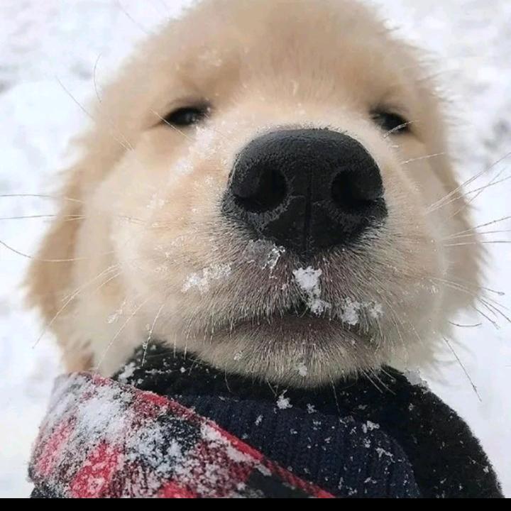 寒山踏雪寻梅