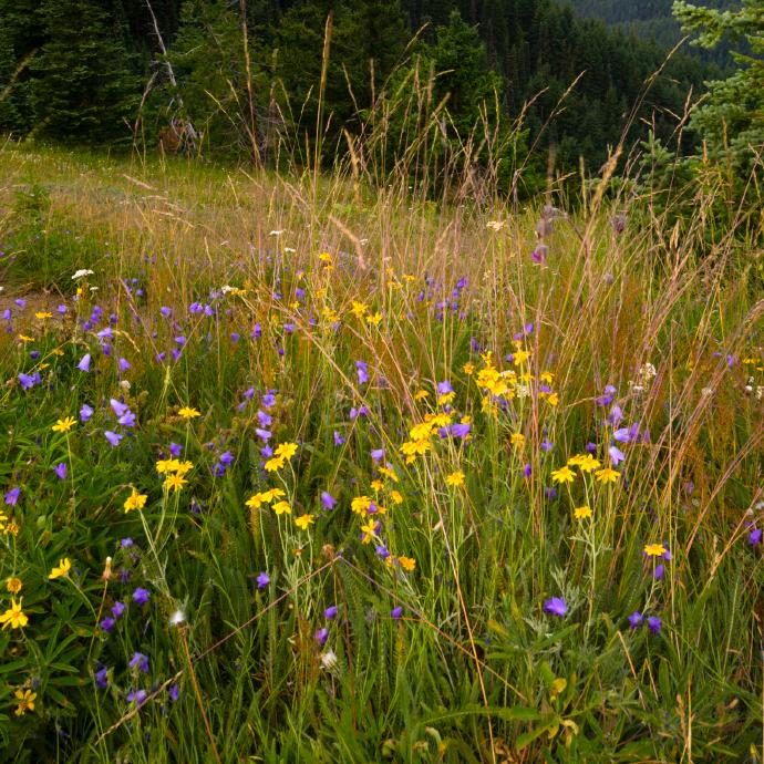 ༺ۣۖ浮ۣۖ༒ۣ尘ۣۖ༻