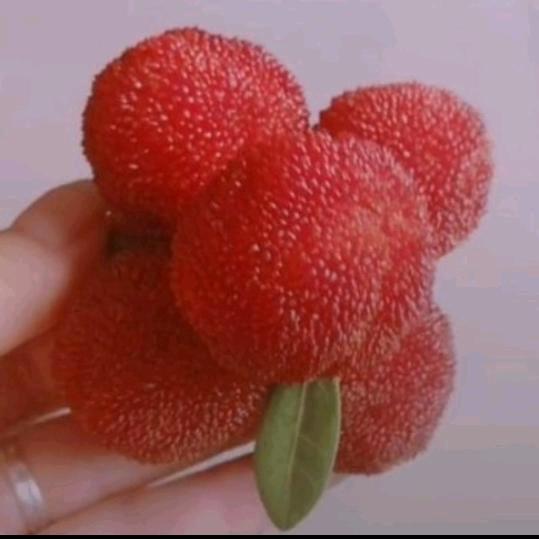 杨梅土气