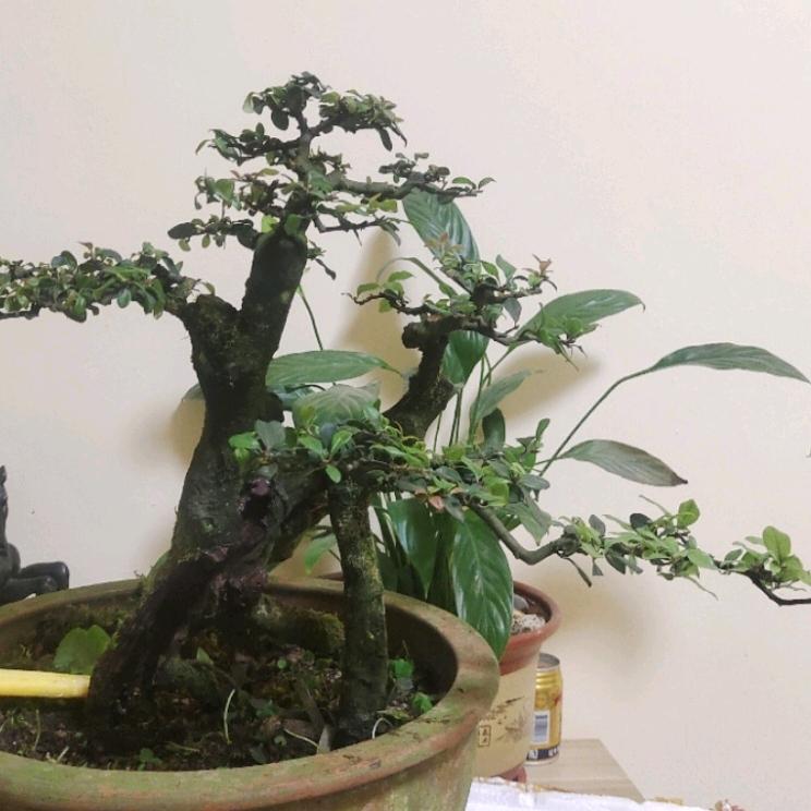 芳华盆景小店