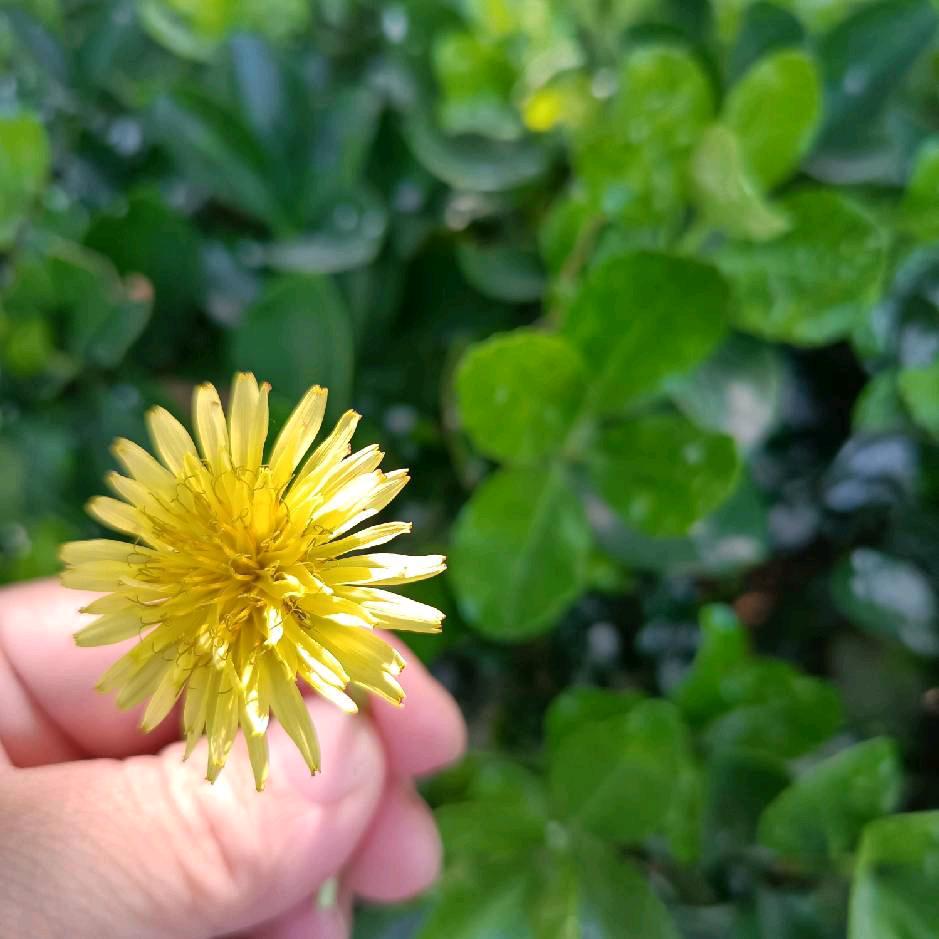 🍀梅子🍀