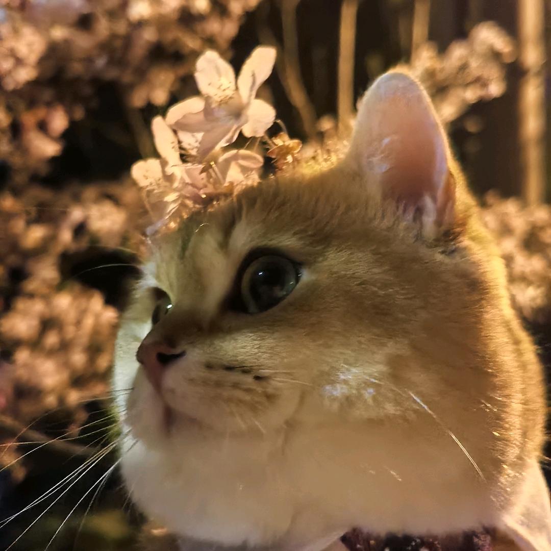 圆灯灯
