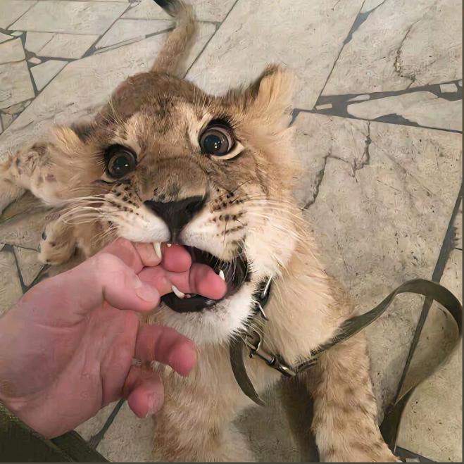 泰安旭翎文化传媒有限公司