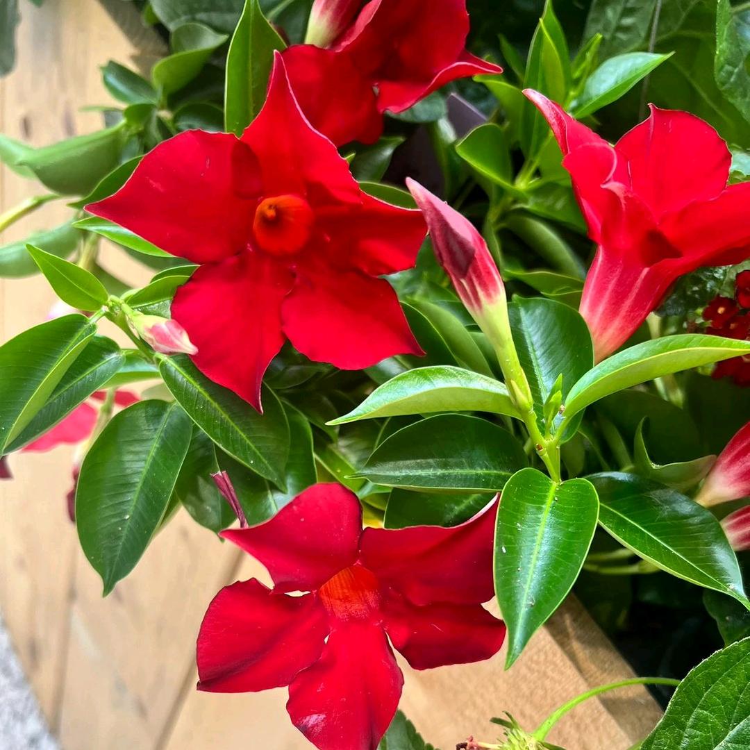 雨后的彩虹，五光十色