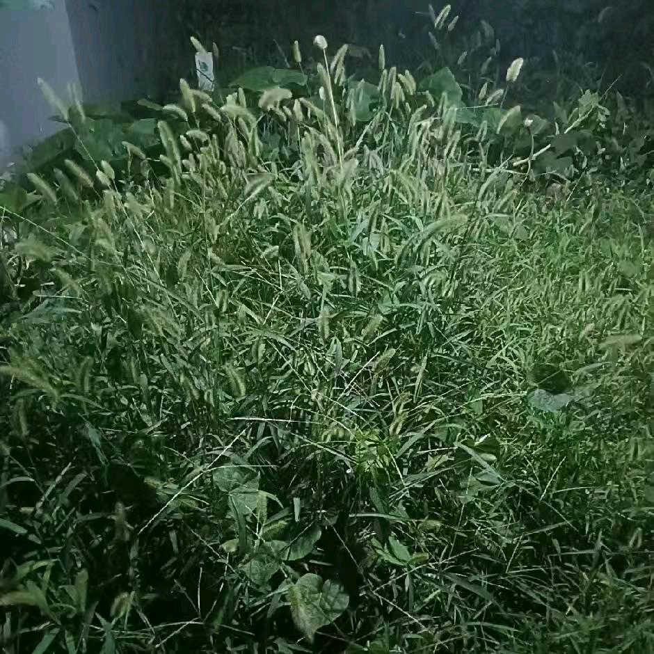 @朝花夕拾