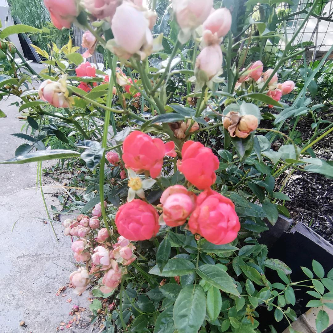 你的背后&还有我