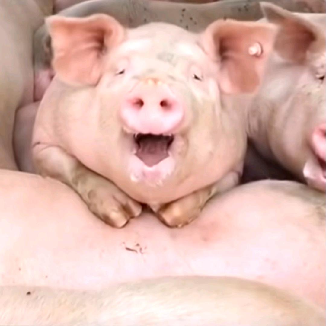养猪人🐷分享