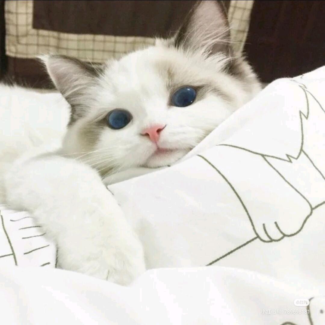 羽Cu