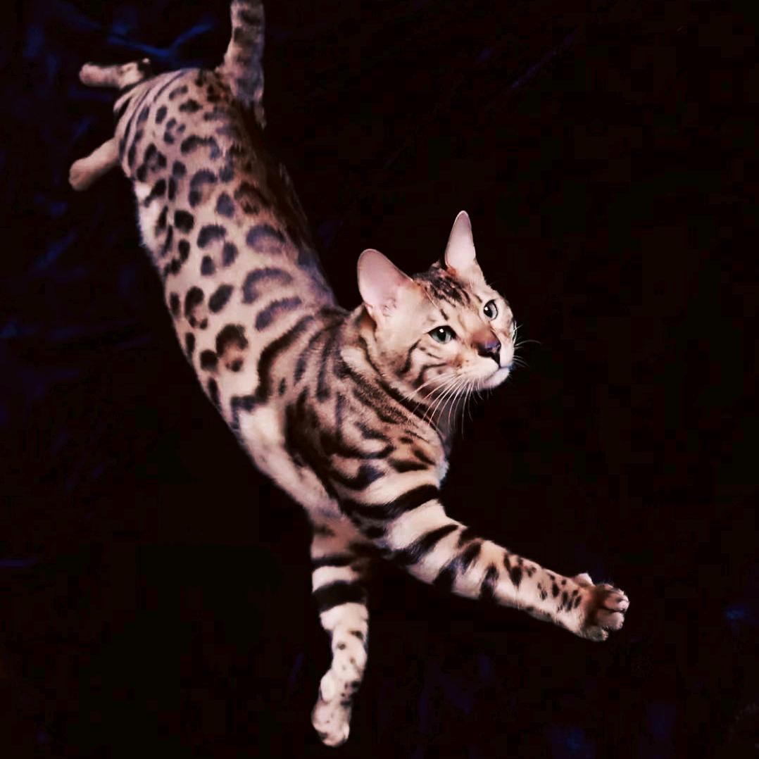 豹猫少爷麦Henry