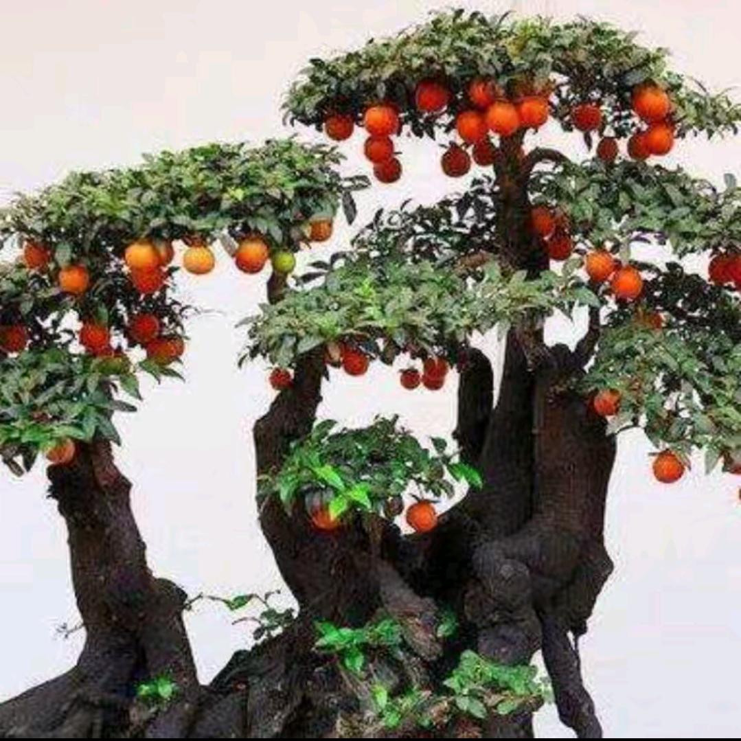 顺其自然