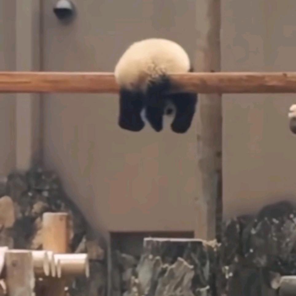 人生贵得适意尔