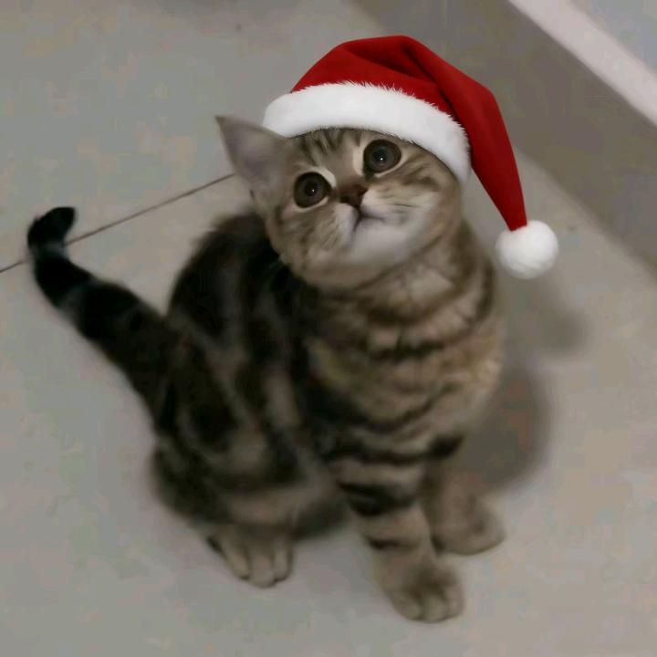 查小茶的保安日记