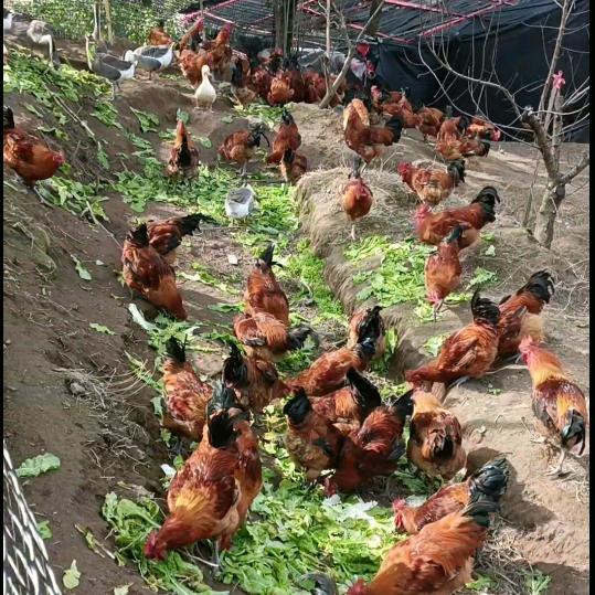 吟水李子园柴火鸡