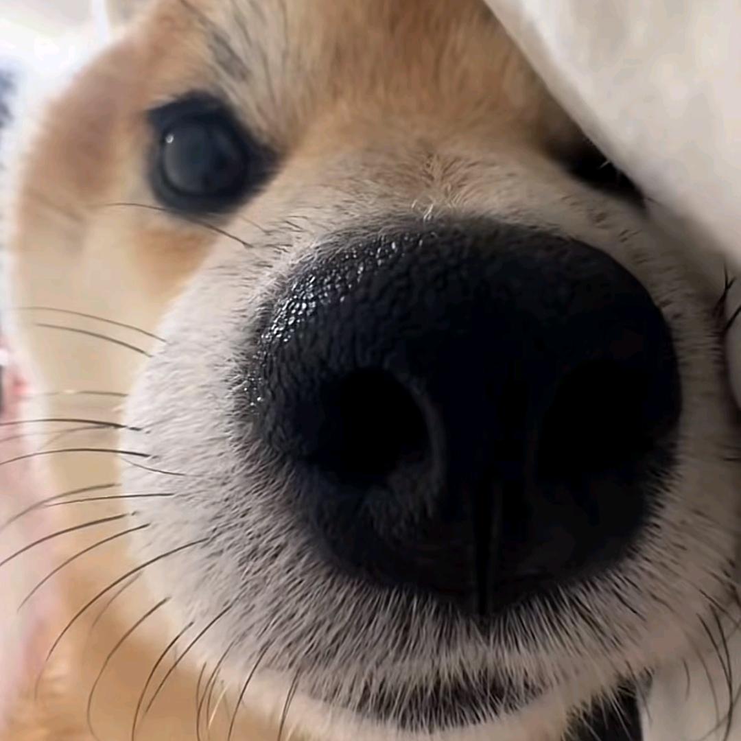 子