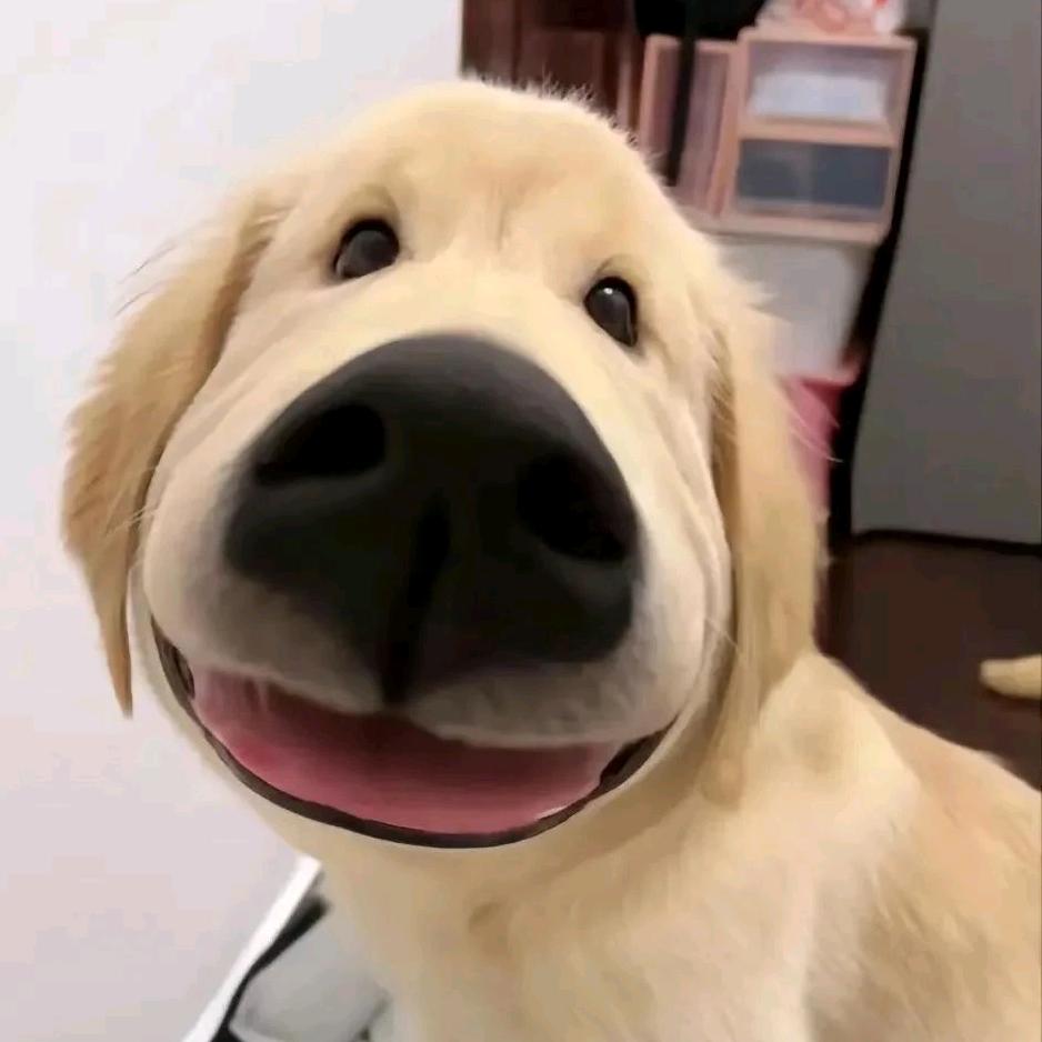 顾小五头像