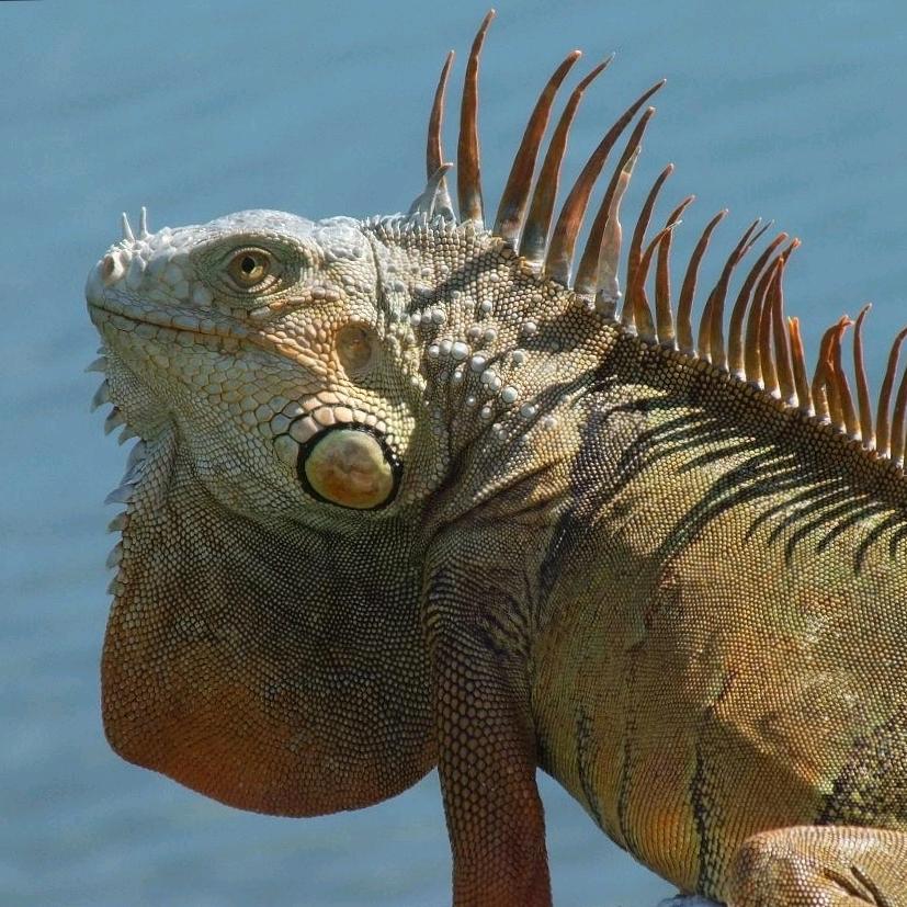 ˆㅅˆ 卡卡´･ᴗ･`