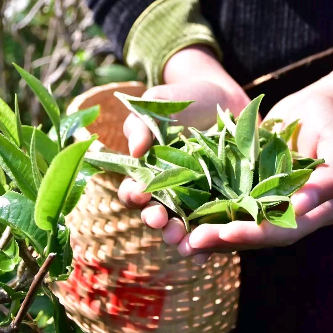 茶艺殷骏一红腾达供应链有限公司
