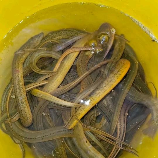 ~^~谋财～^～渡红尘～^～