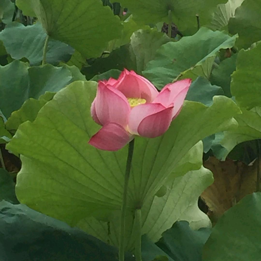 芬