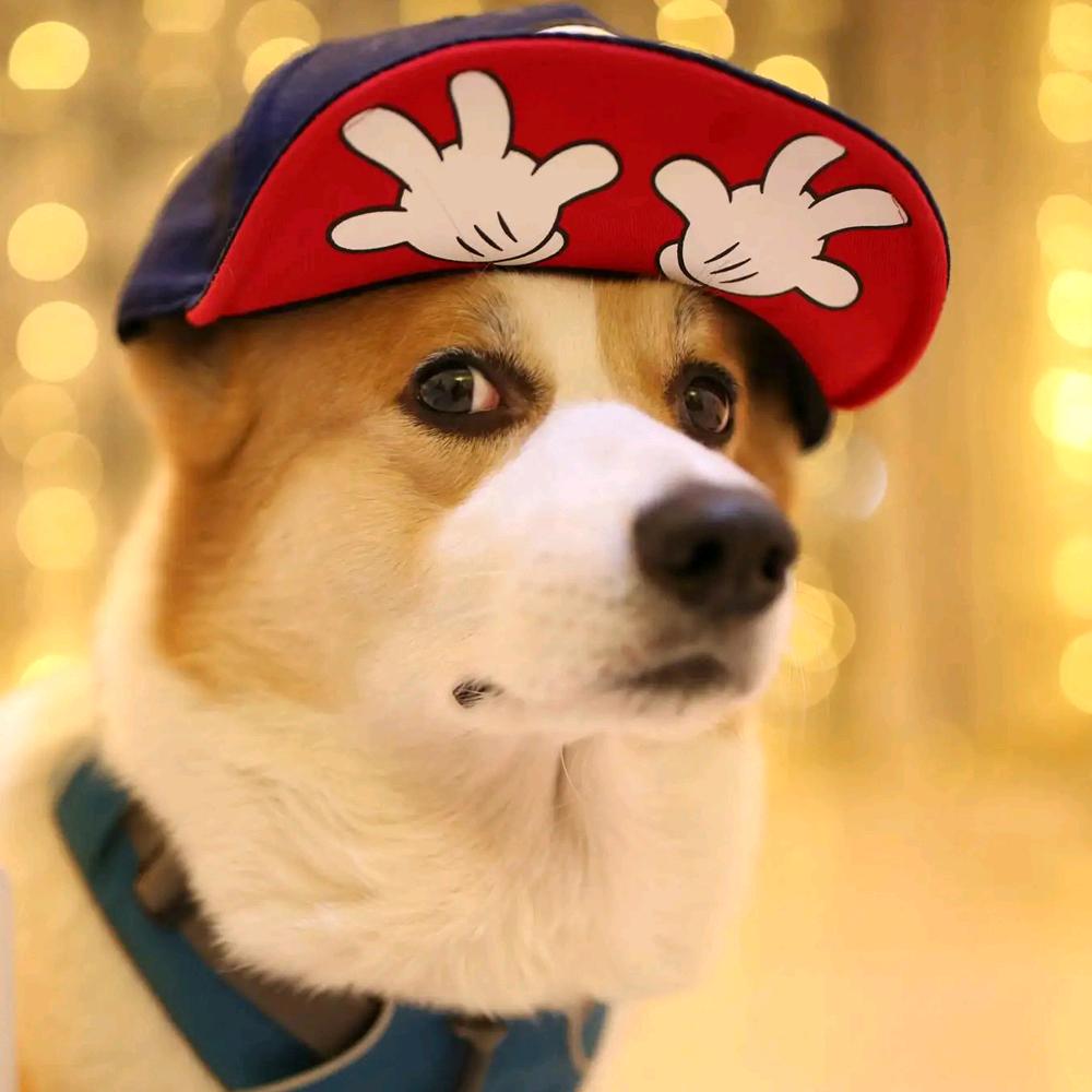 宠粮云仓