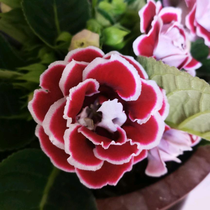 鲜果蔬社区店(旭辉·奥都店)味佳绝直播03号