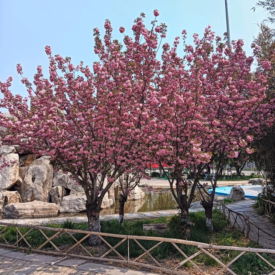 樱花