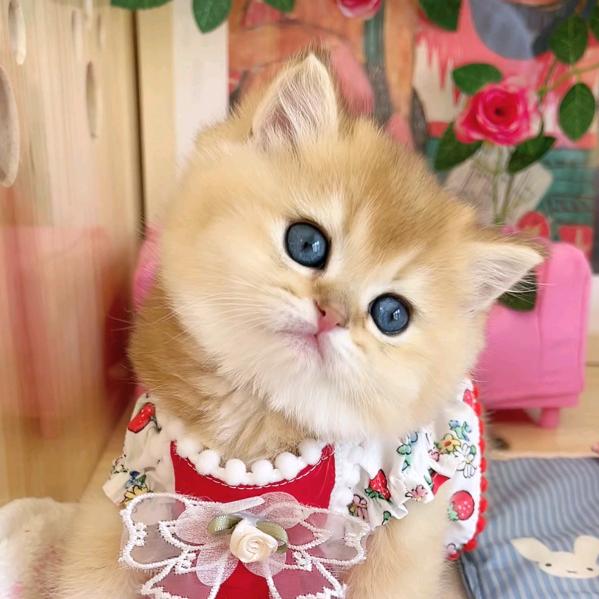 招财猫888