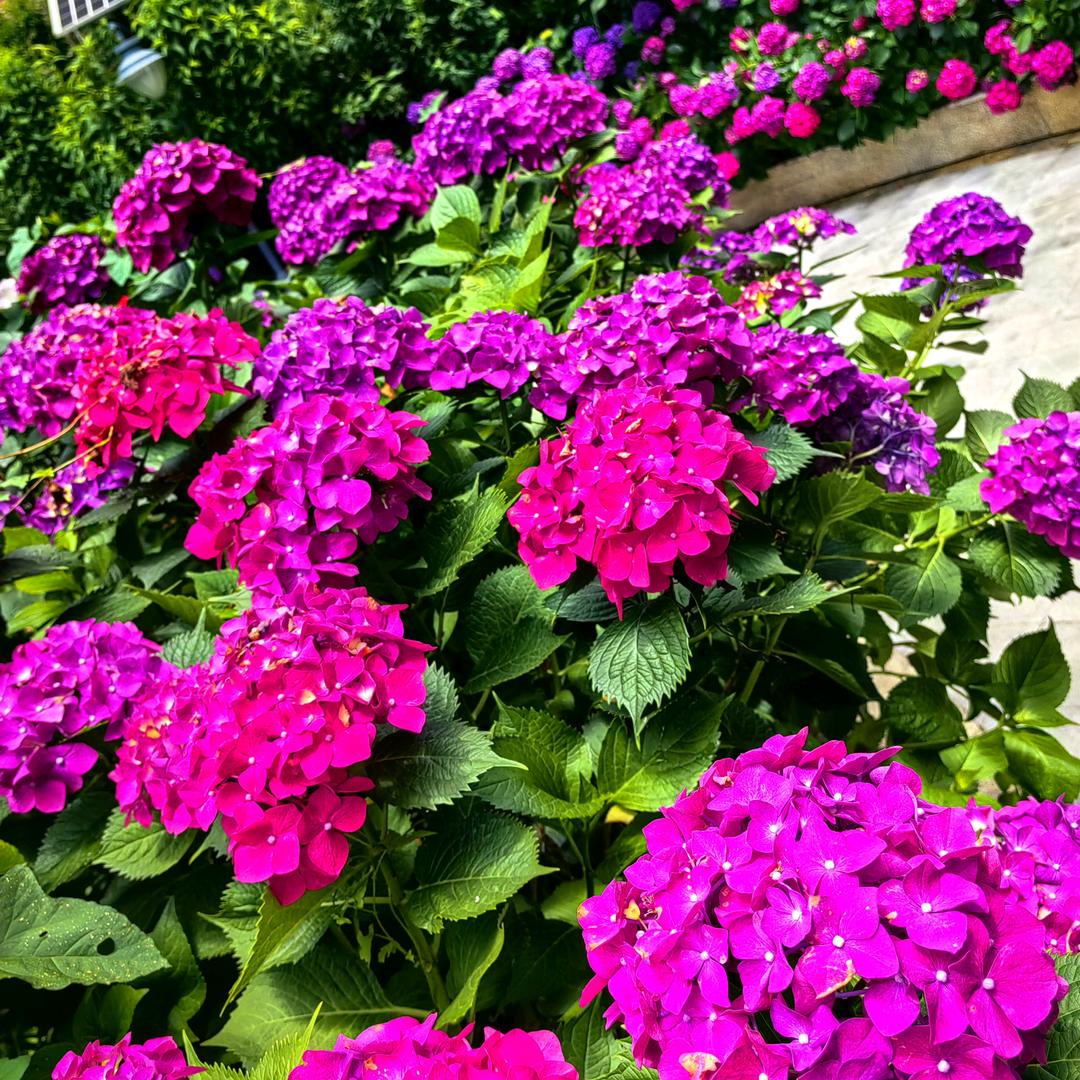 全家一生平安🌹