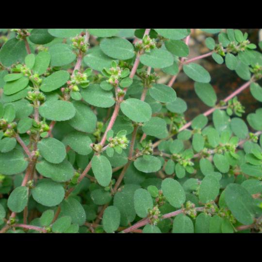 笑米米6
