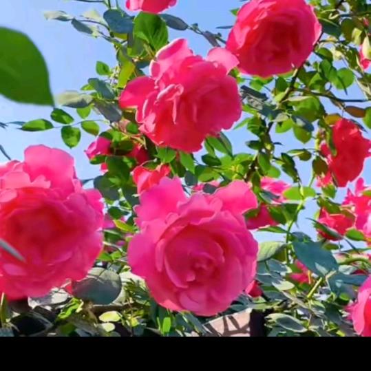 好❤️运💞缠🌹身