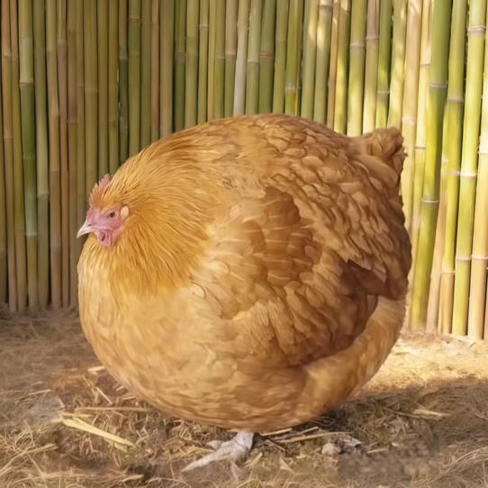 ✰.
