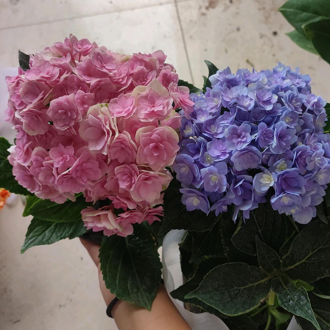 宁武小燕花卉绿植