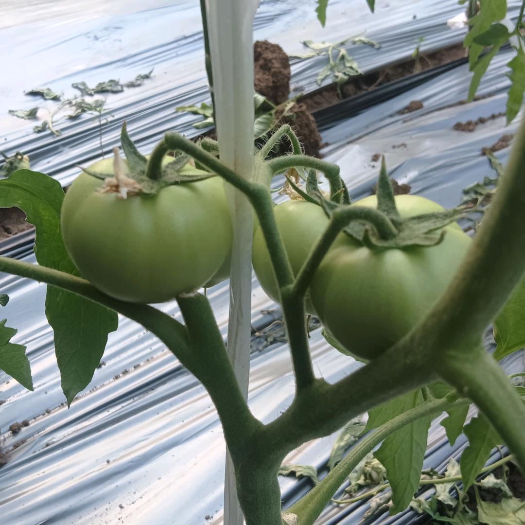 我去地里摘柿子🍅
