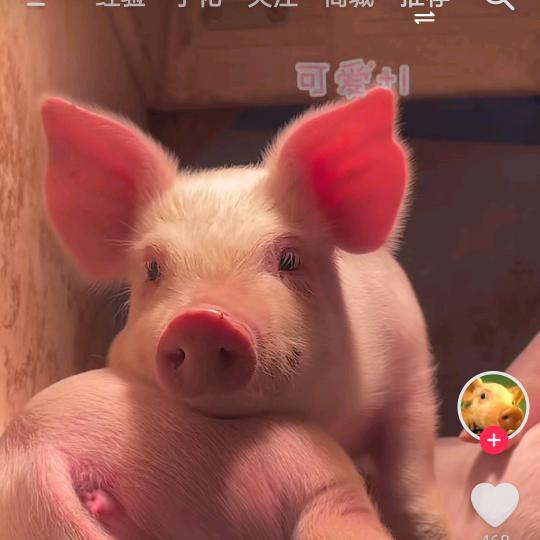 豆豆猪🐷
