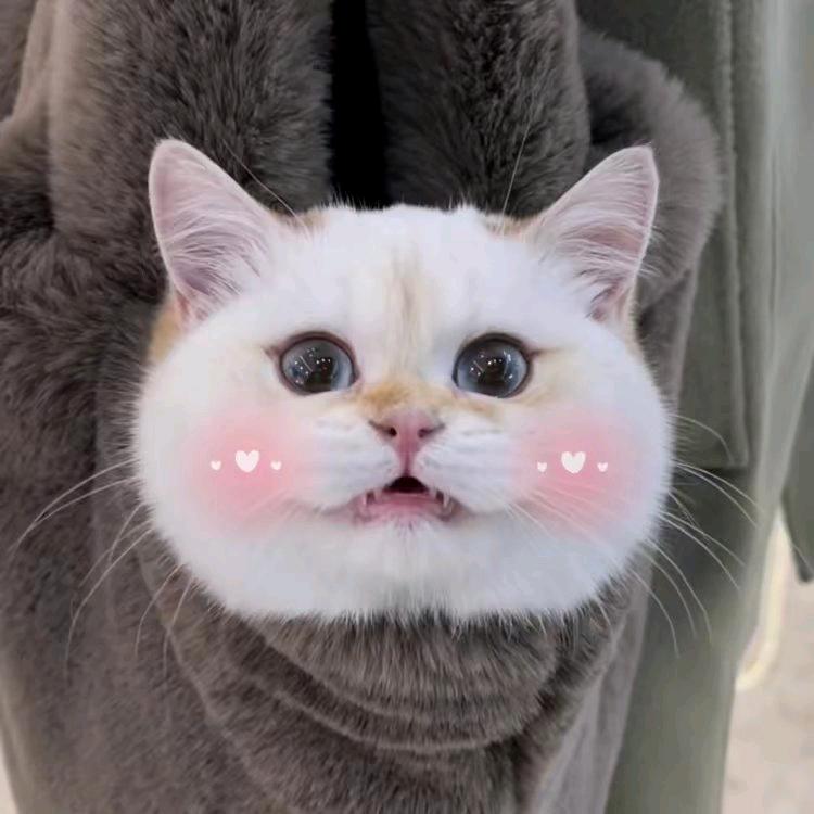 柠檬茶有只猫