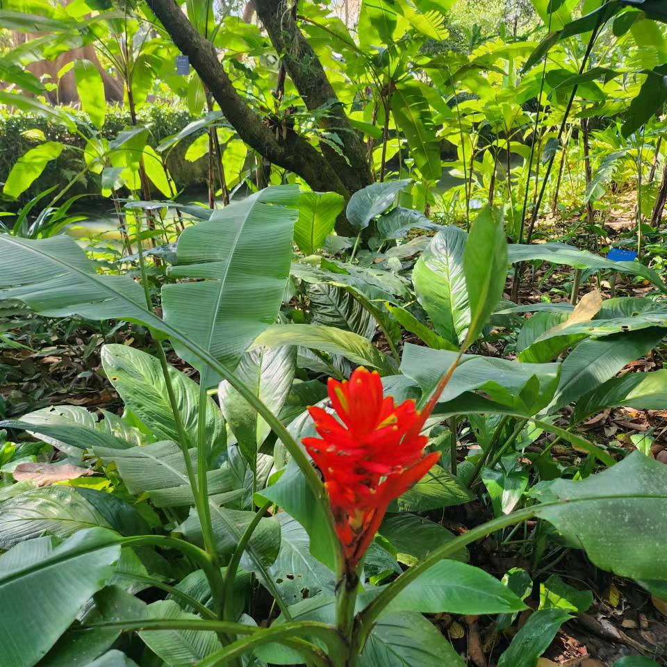 🍁☘️🌺静待🌸花开🌺☘️🍁