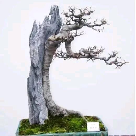 太行盆景