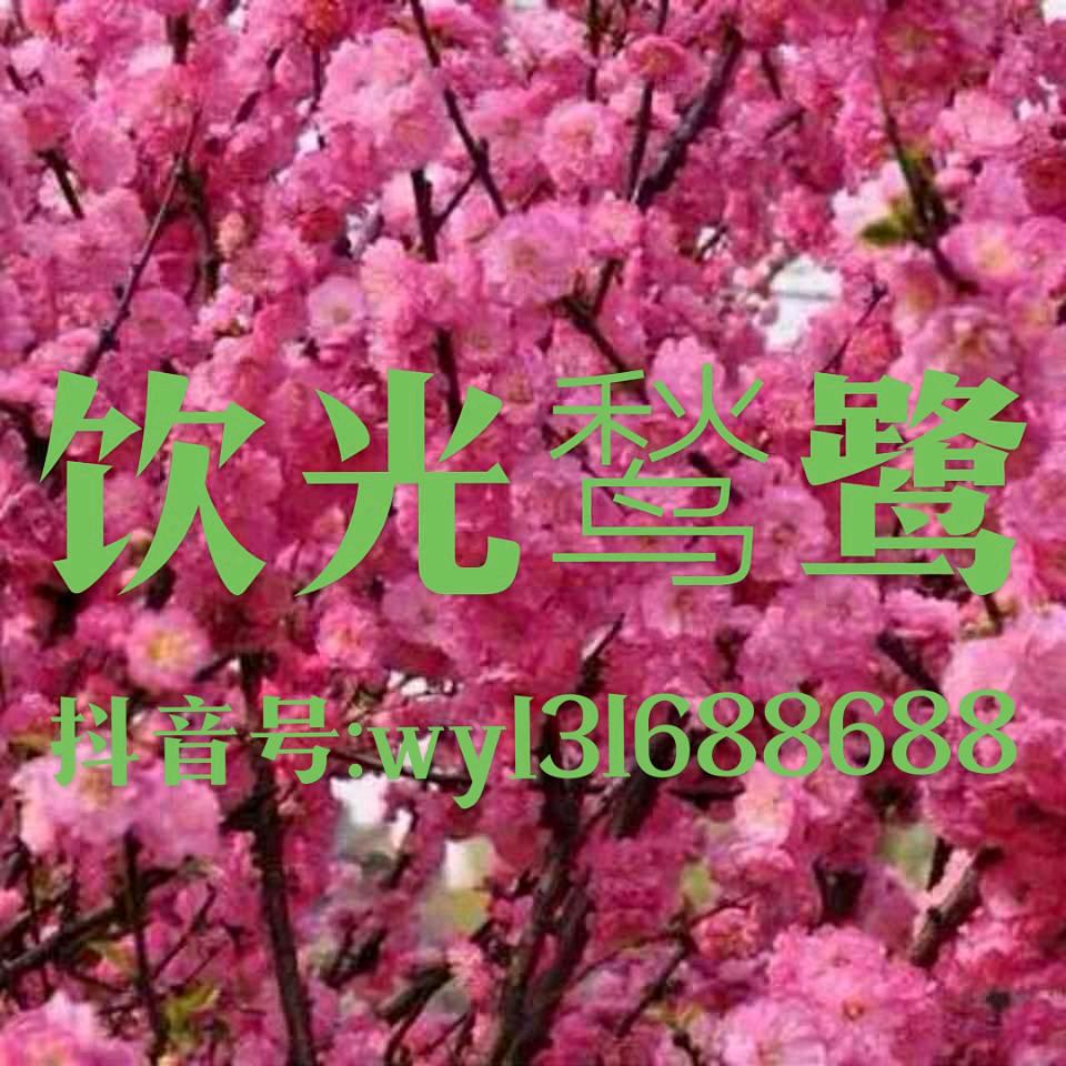 饮光鹙鹭