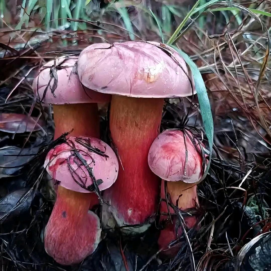阿六野生菌