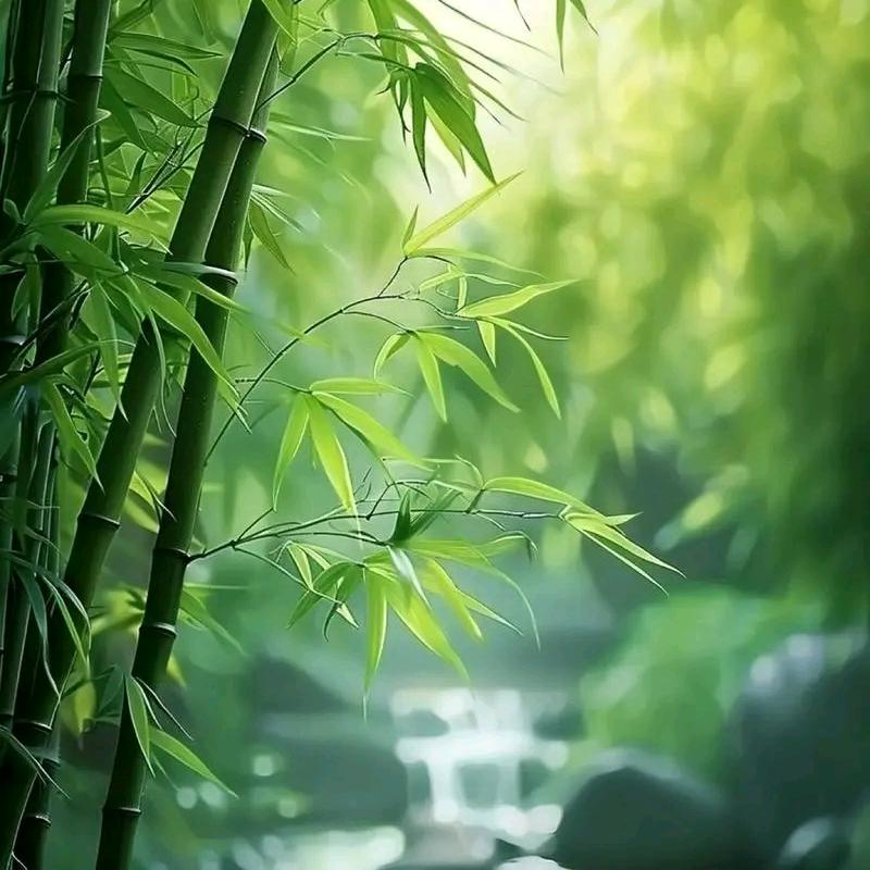 清芷