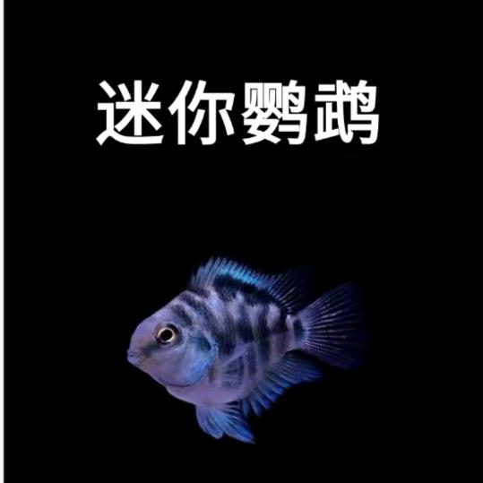 西西爱养鱼🐟🐟🐟