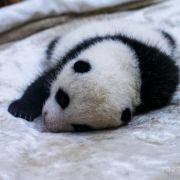 爱大熊猫Panda