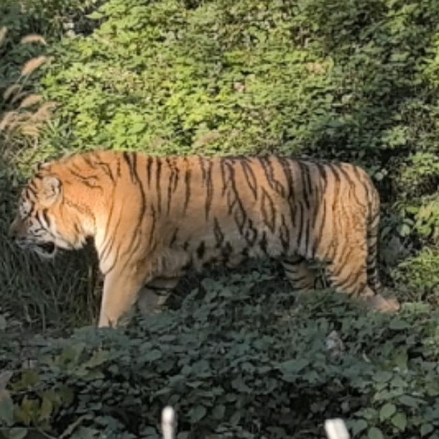 爱豆