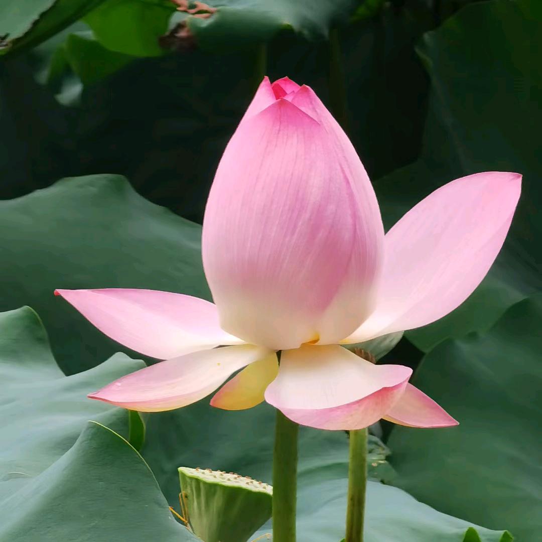 木洋洋