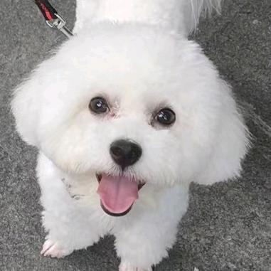 元宝和小春卷儿