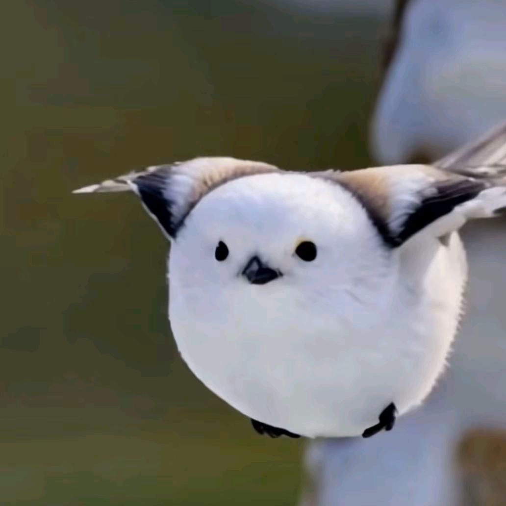 辽p货运小趴菜