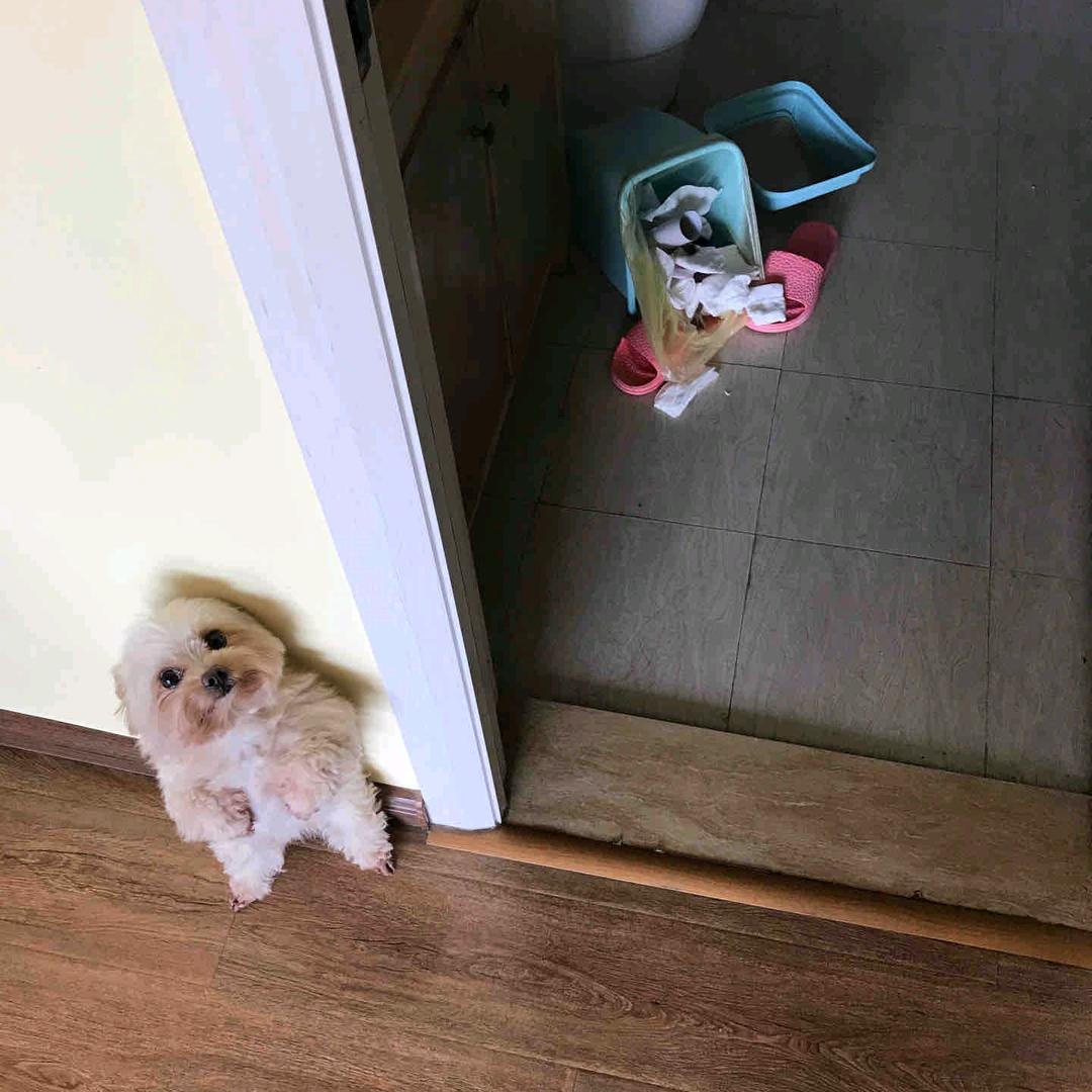 粉色不甜美嘟嘟豹