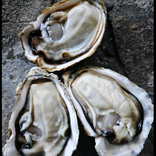 精品生蚝一手批发